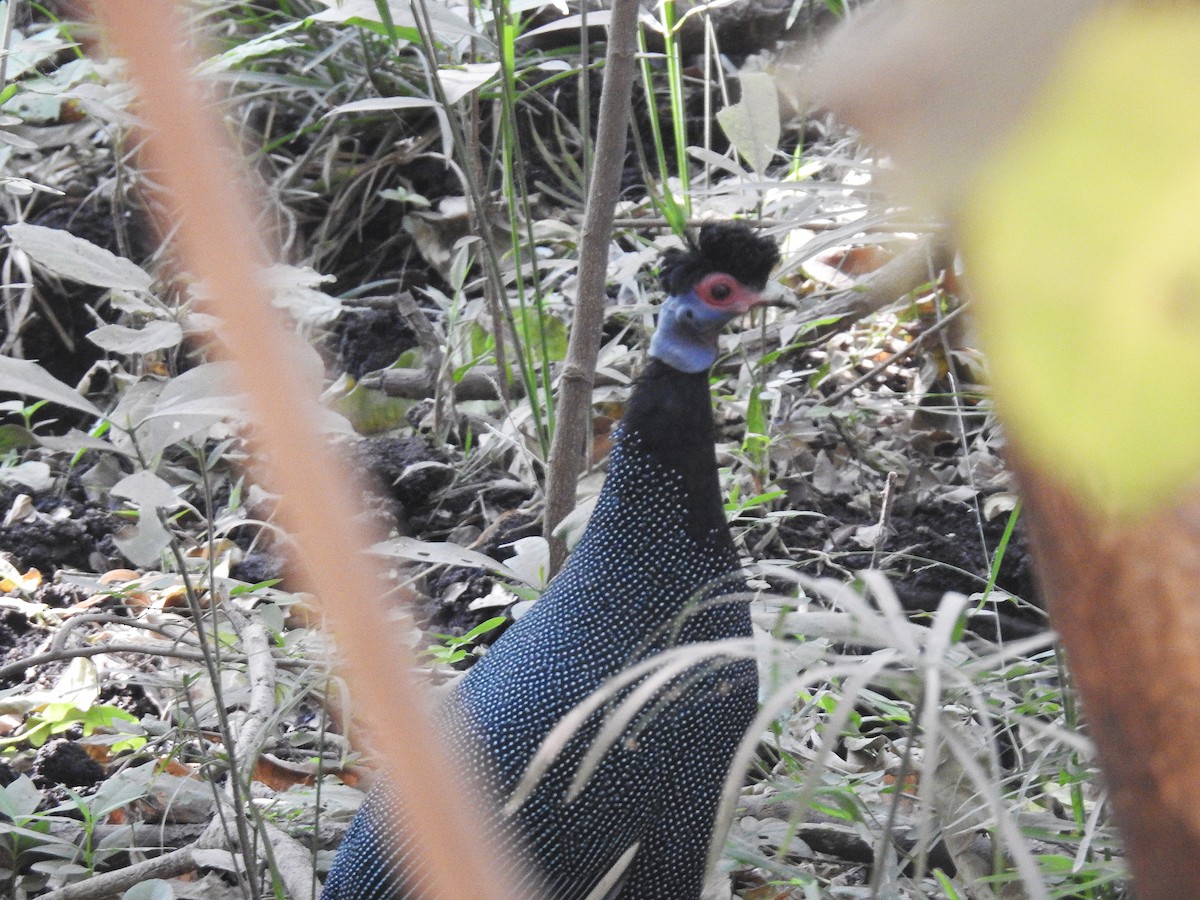 Eastern Crested Guineafowl - ML640195666