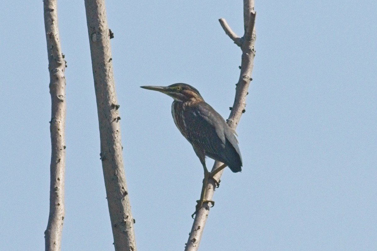grønnrygghegre - ML640195705