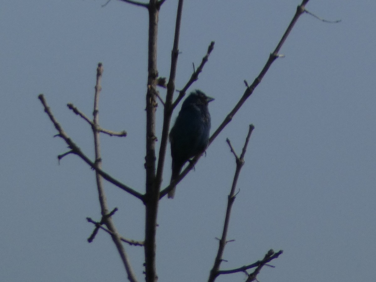 Indigo Bunting - ML640195848