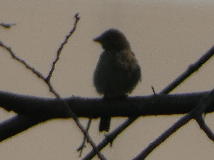 Field Sparrow - ML640195862