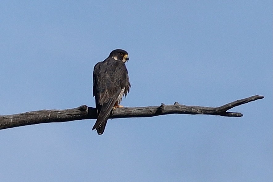Peregrine Falcon - ML640195863