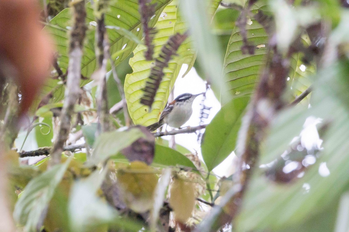Wallace's Fairywren - ML640195867