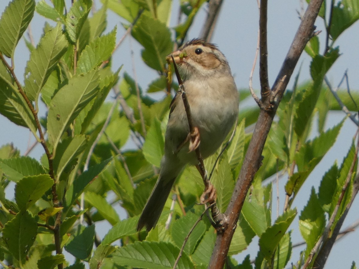 Clay-colored Sparrow - ML640195892