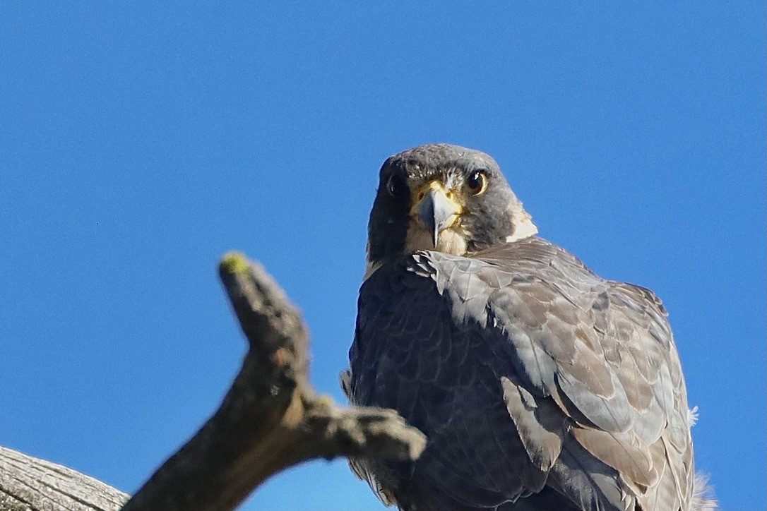 Peregrine Falcon - ML640195914