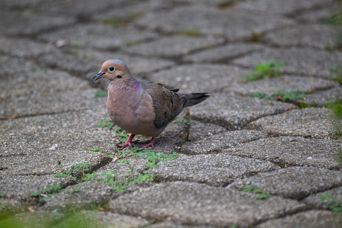 Mourning Dove - ML640195939