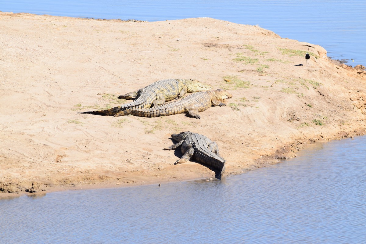 Nile Crocodile - ML640196069
