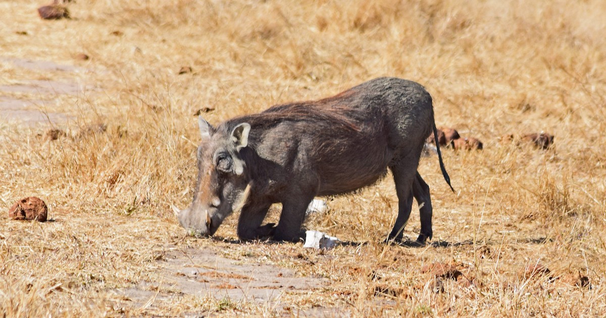 Common Warthog - ML640196120