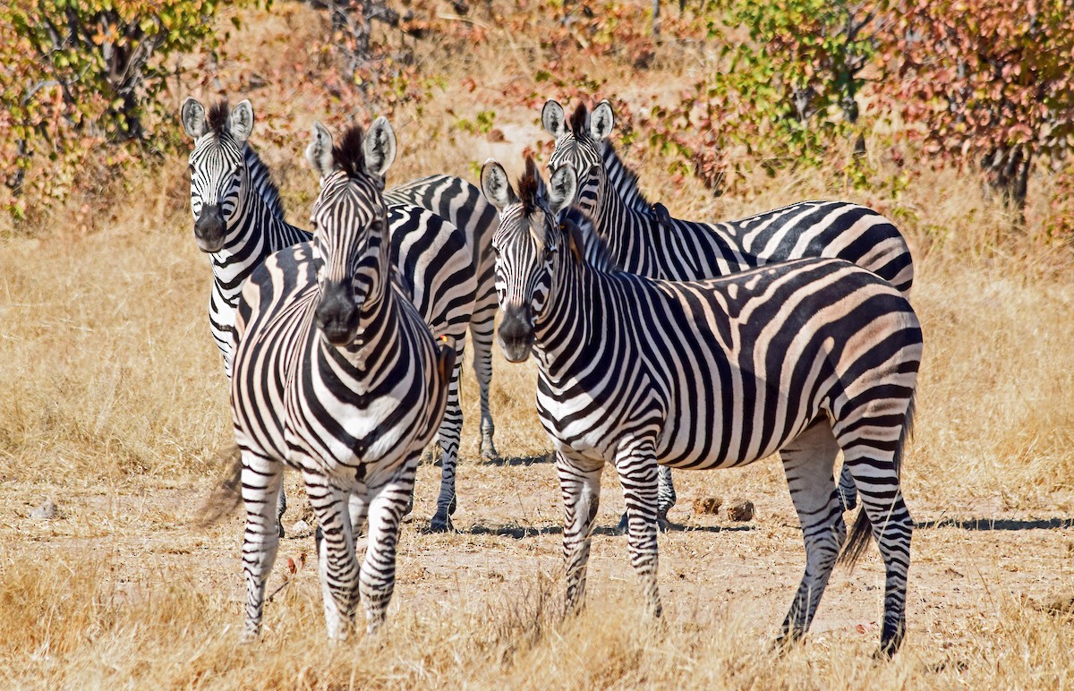 Plains Zebra - ML640196121