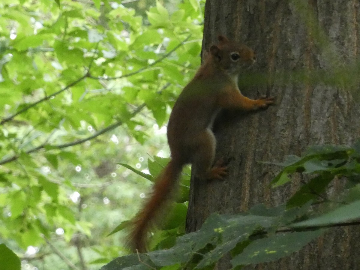 American Red Squirrel - ML640196263