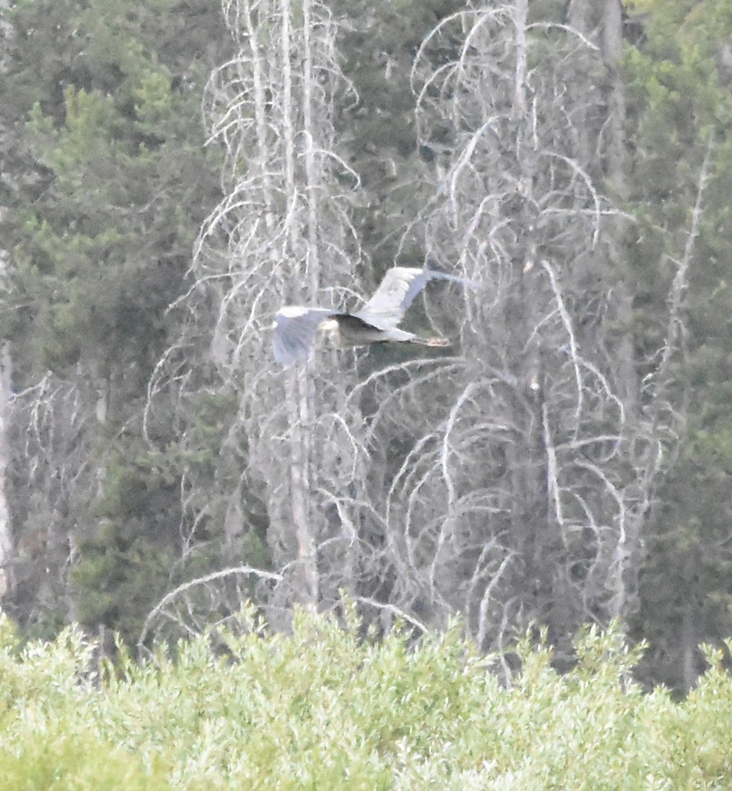 Great Blue Heron (Great Blue) - ML640196282