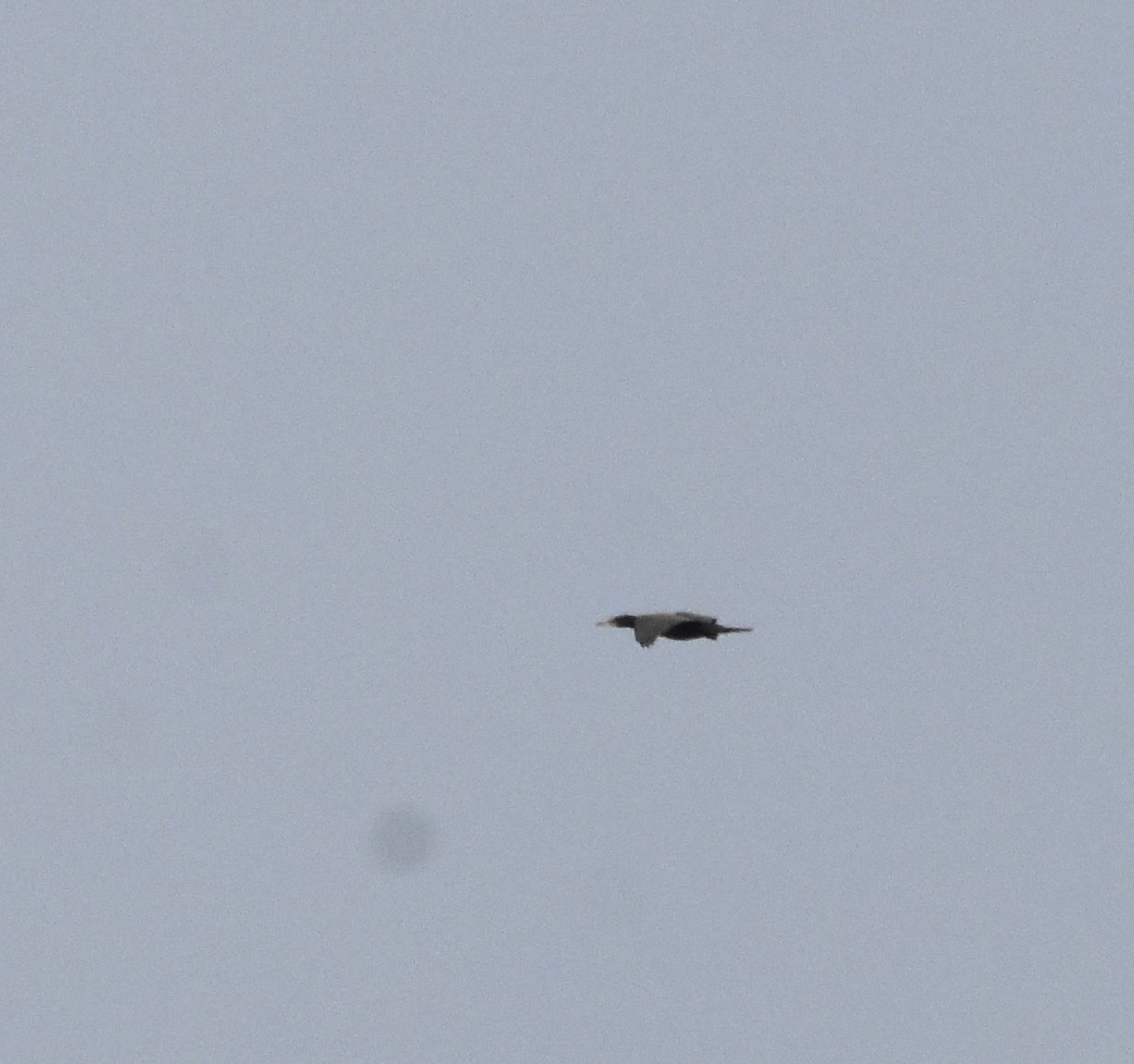 Cormoran à aigrettes - ML640196295