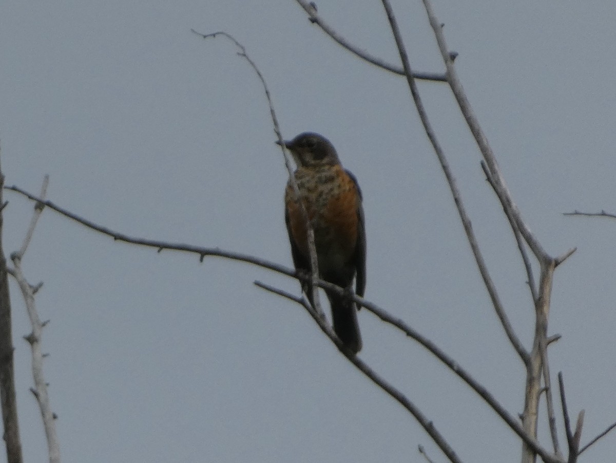 American Robin - ML640196410