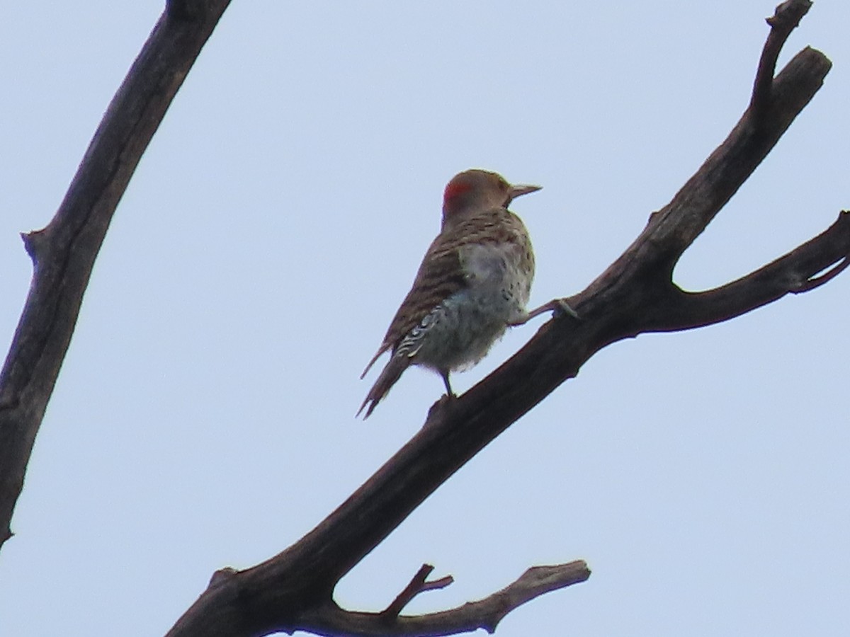 Northern Flicker - ML640196421