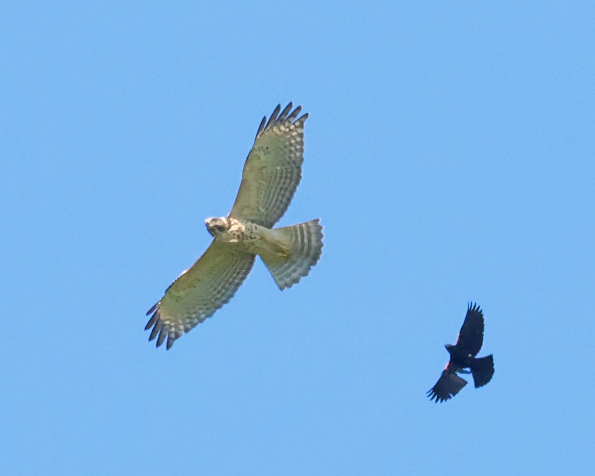 Red-shouldered Hawk - ML640196458