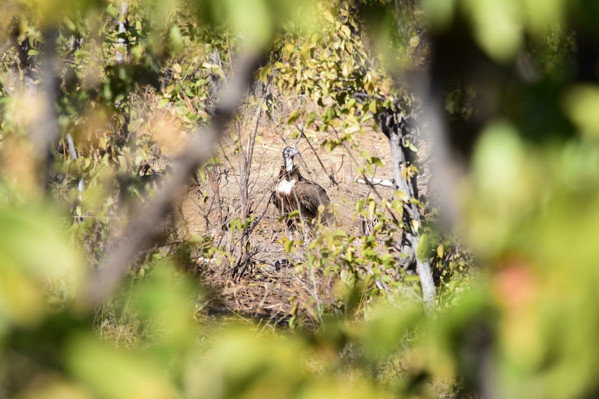 Hooded Vulture - ML640196492