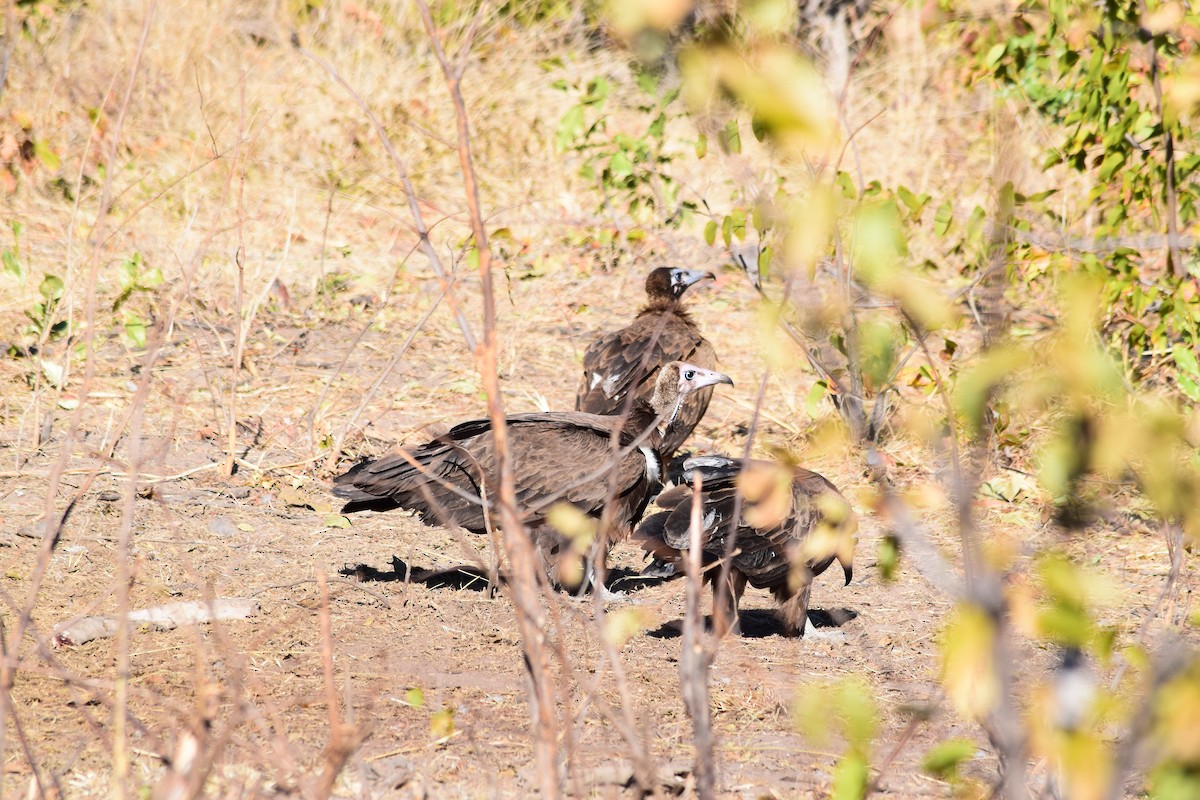 Hooded Vulture - ML640196494