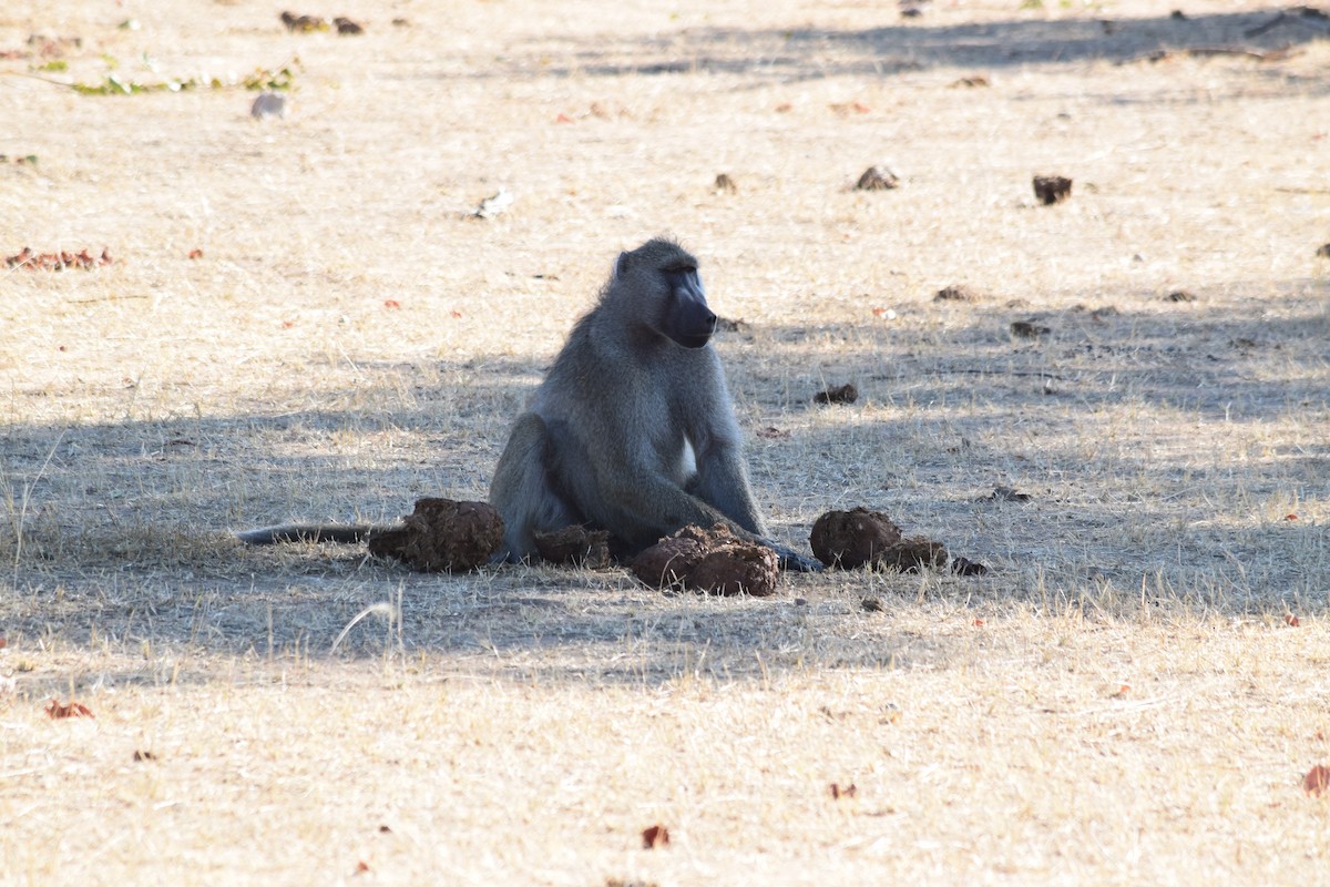 Chacma Baboon - ML640196605