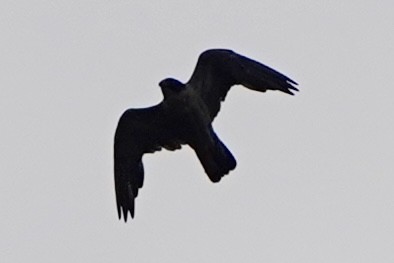 Peregrine Falcon - ML640196704