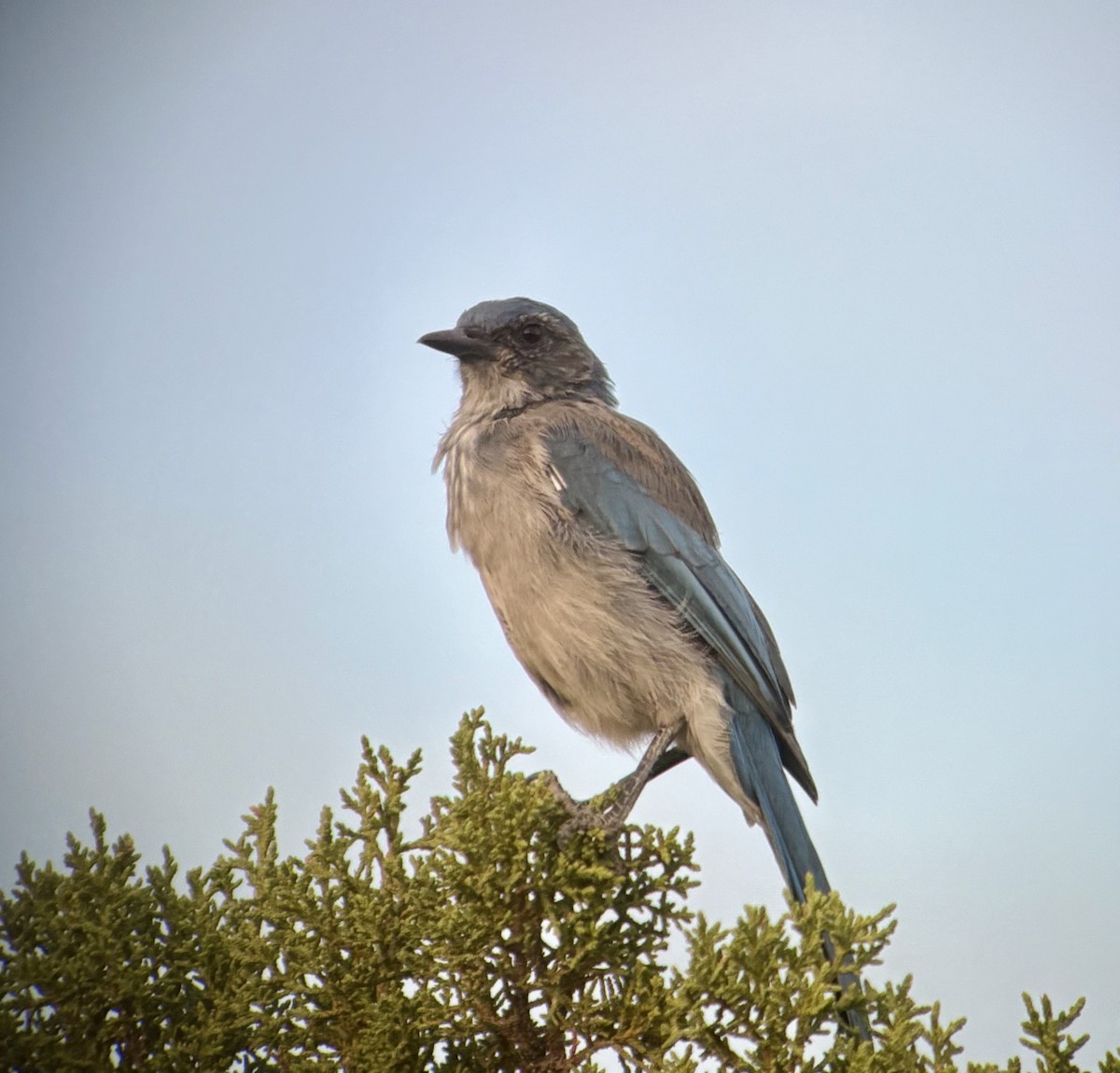 Woodhouse's Scrub-Jay - ML640196788