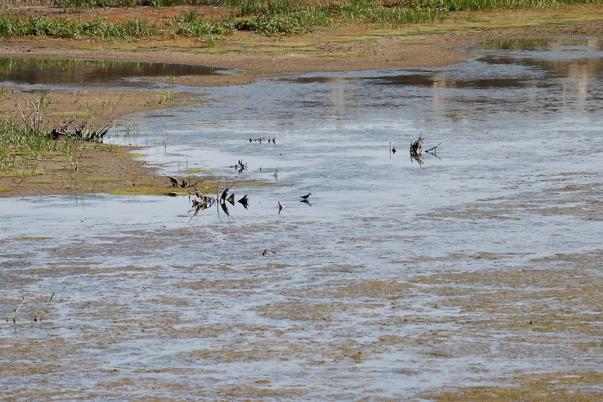Lesser Yellowlegs - ML640196854