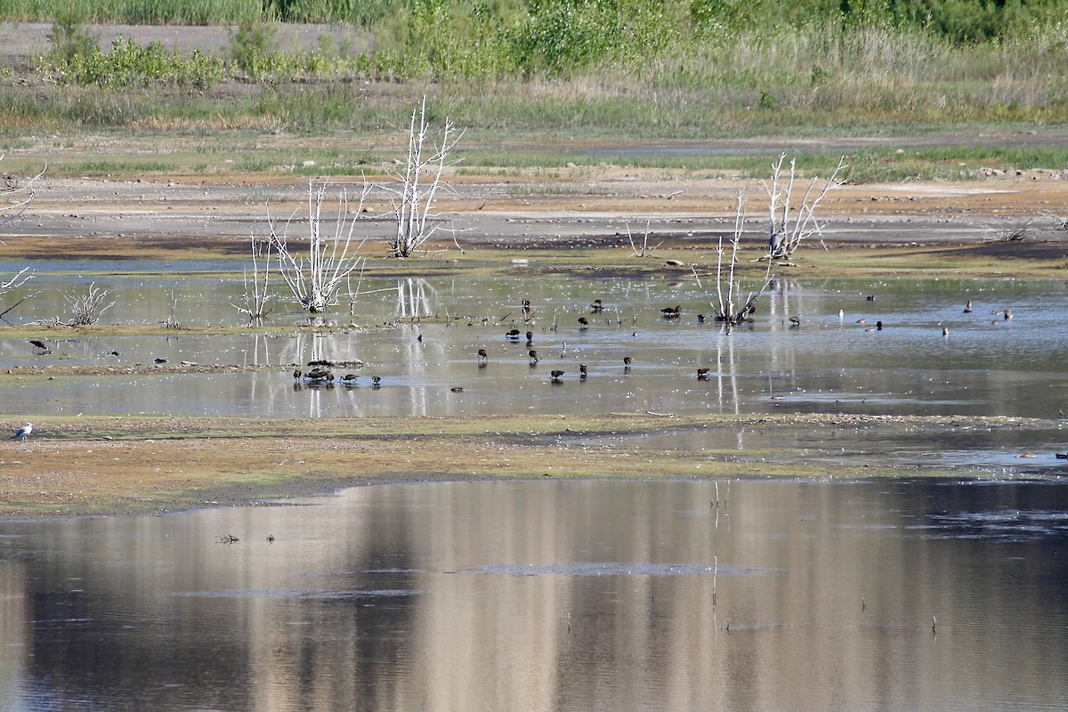 White-faced Ibis - ML640196867