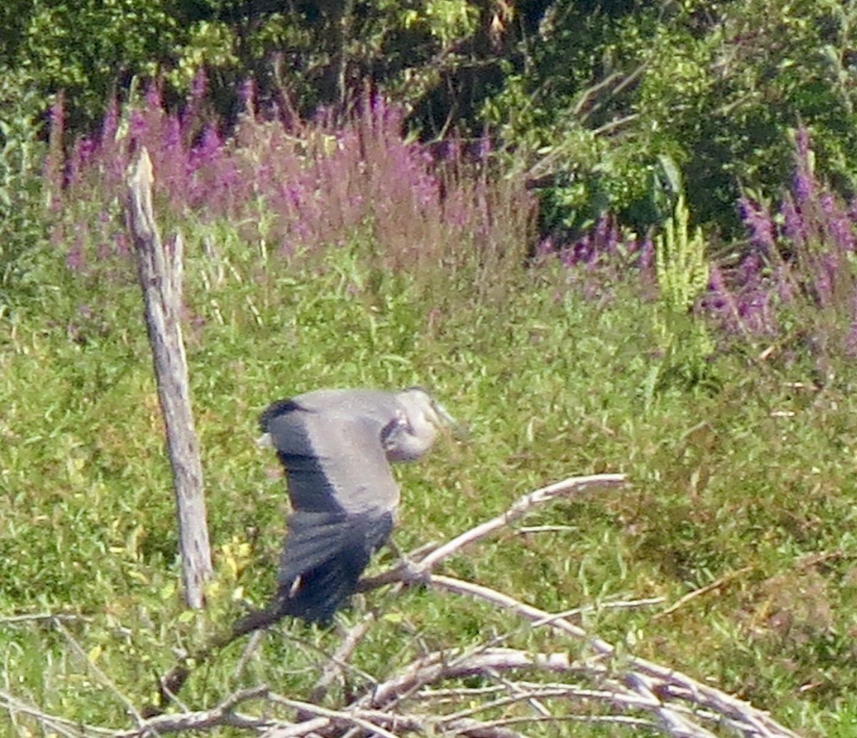 Great Blue Heron (Great Blue) - ML640196892