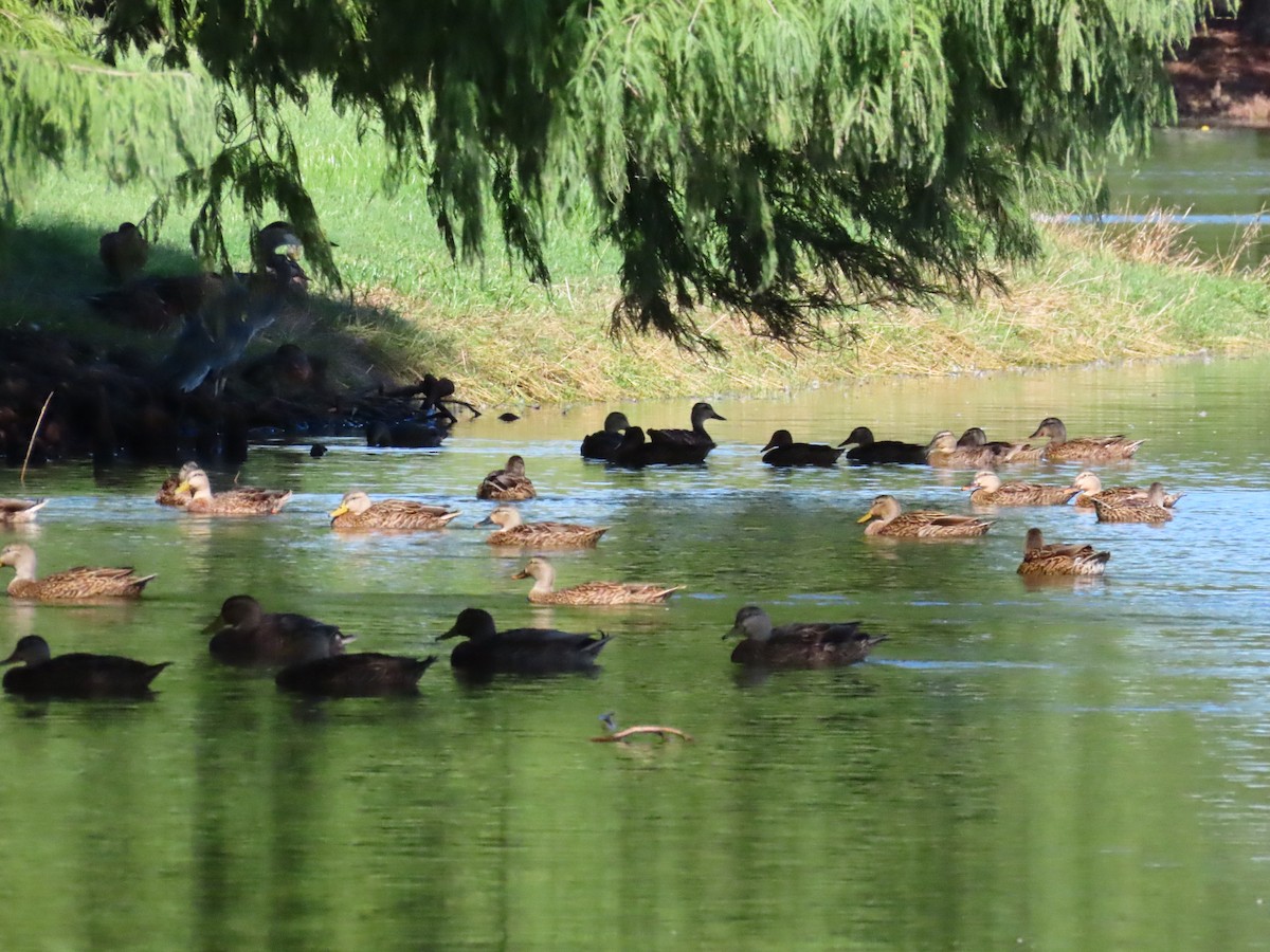 Mallard x Mottled Duck (hybrid) - ML640196920