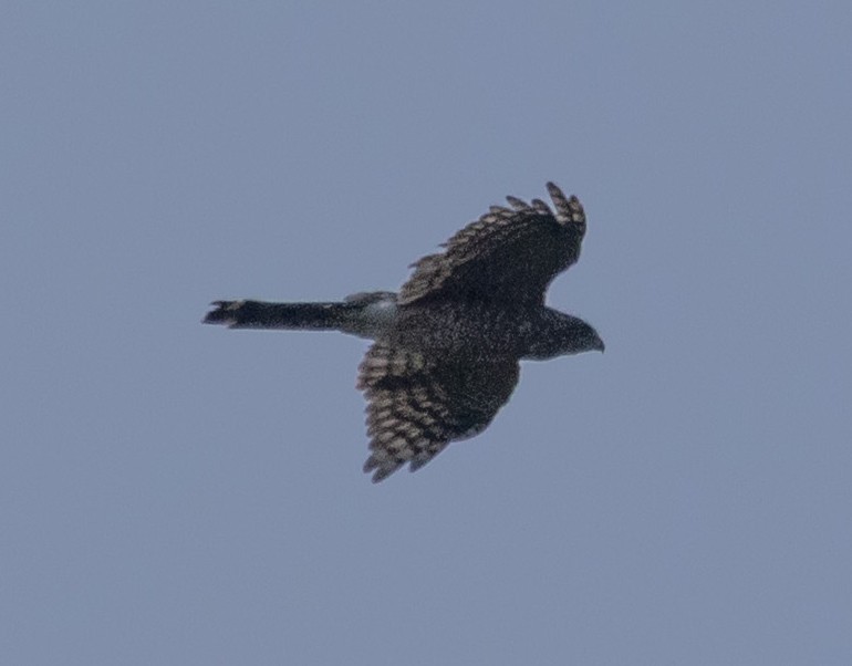 Cooper's Hawk - ML640196964