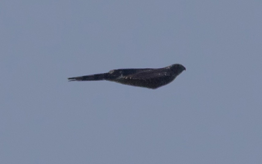 Cooper's Hawk - ML640196965