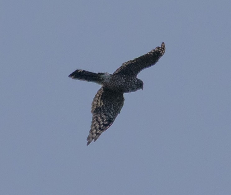 Cooper's Hawk - ML640196967