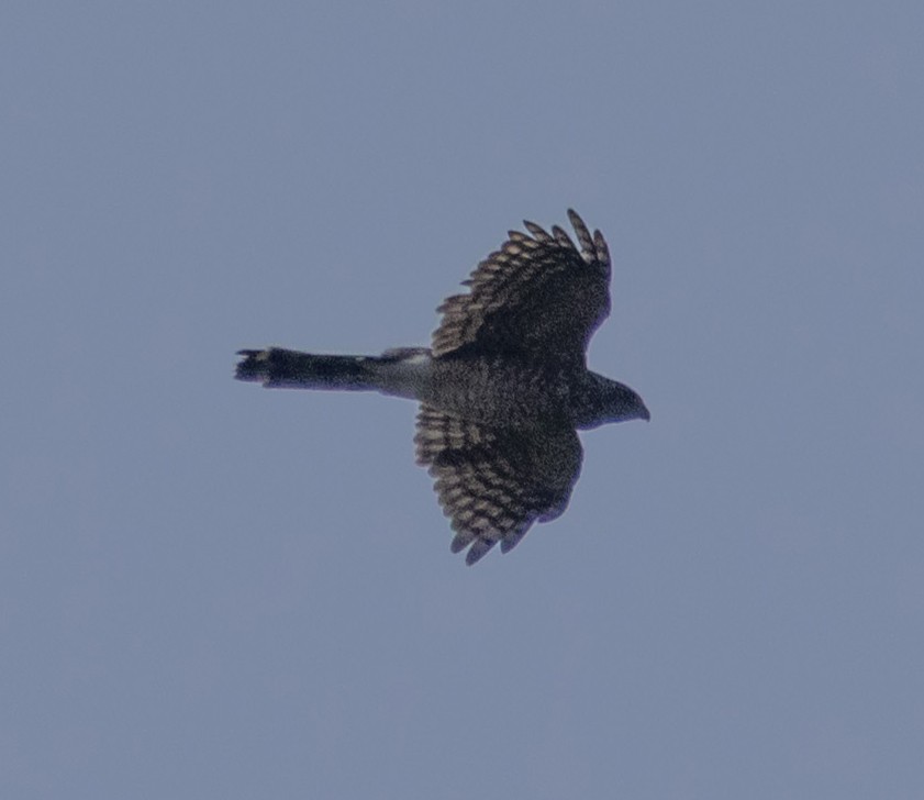 Cooper's Hawk - ML640196968