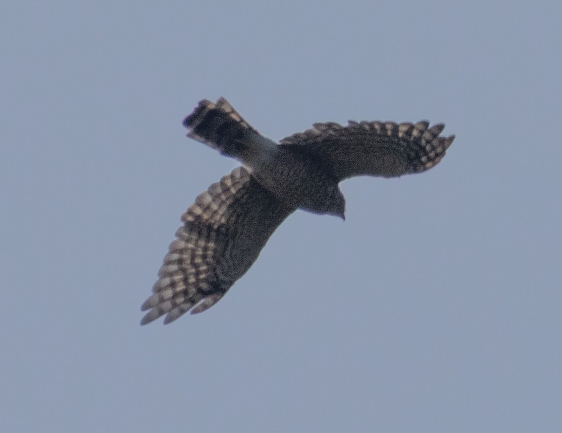 Cooper's Hawk - ML640196970