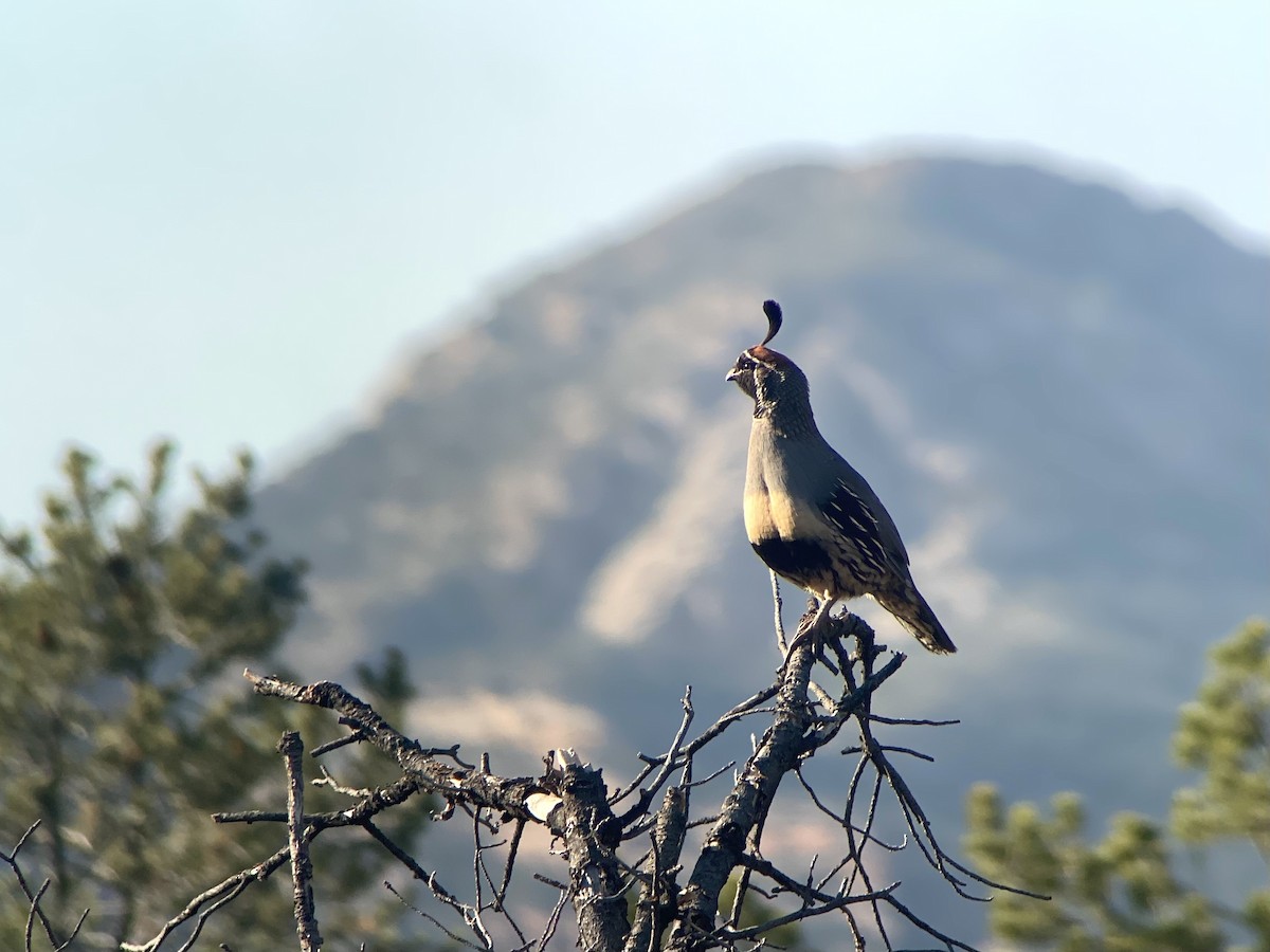 Gambel's Quail - ML640196994