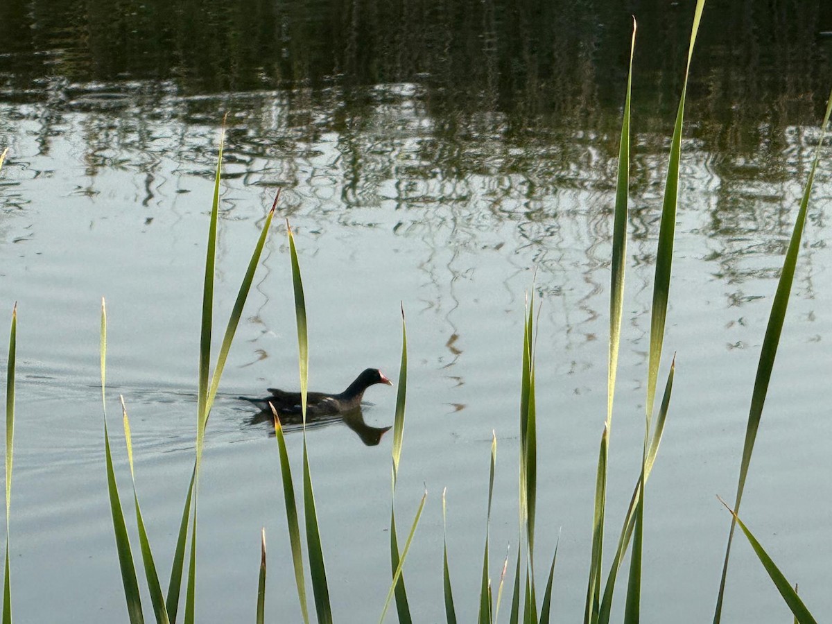 Eurasian Moorhen - ML640197012