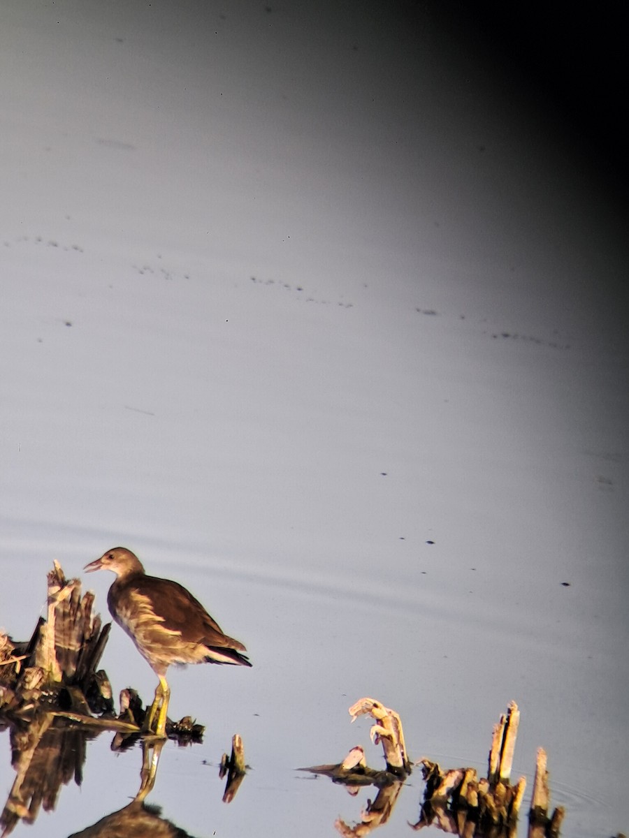 Eurasian Moorhen - ML640197013