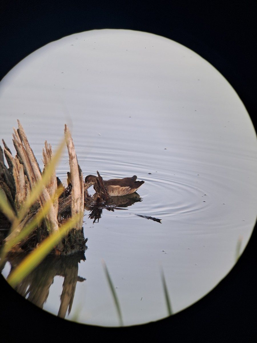 Eurasian Moorhen - ML640197015