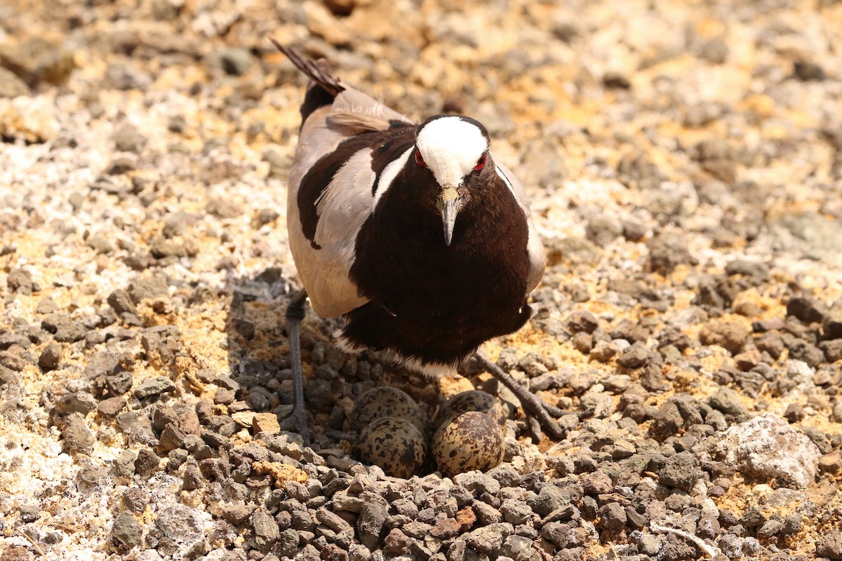 Blacksmith Lapwing - ML640197038