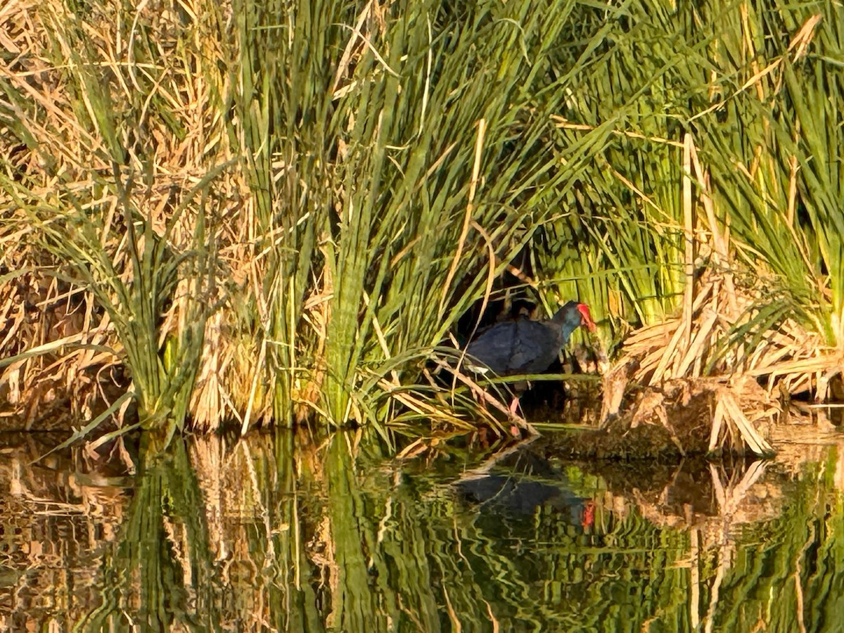 Western Swamphen - ML640197044