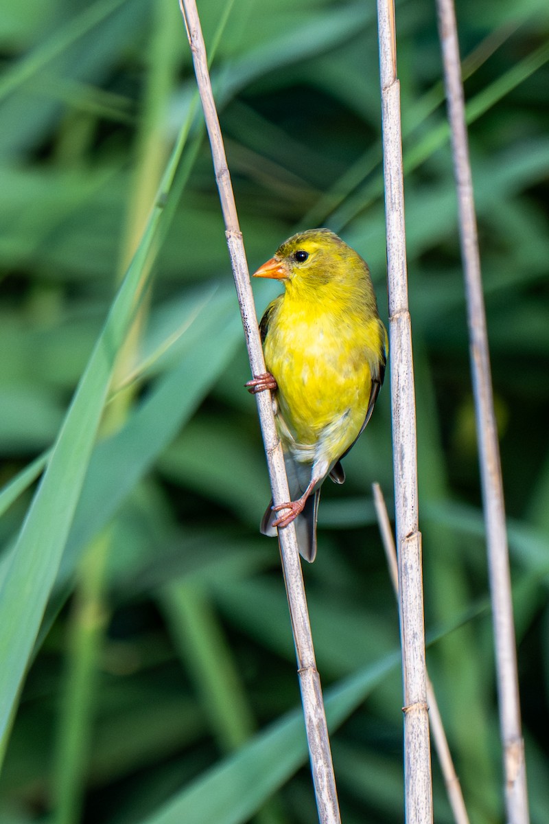American Goldfinch - ML640197120