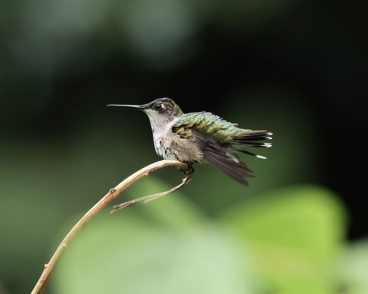 Ruby-throated Hummingbird - ML640197159