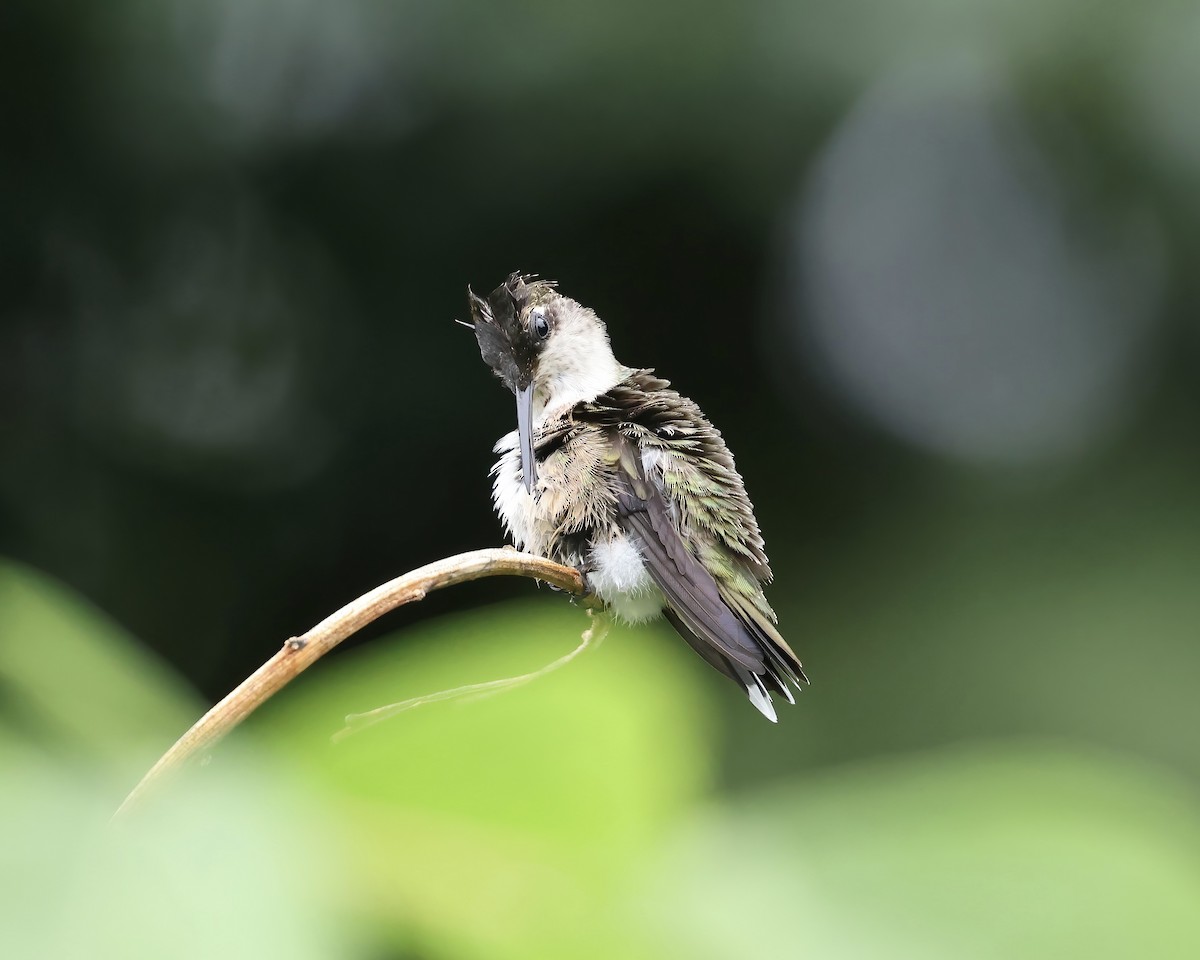Ruby-throated Hummingbird - ML640197160