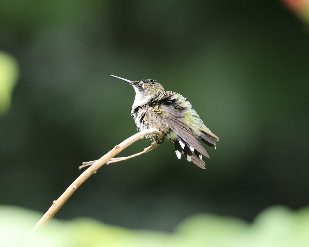 Ruby-throated Hummingbird - ML640197161