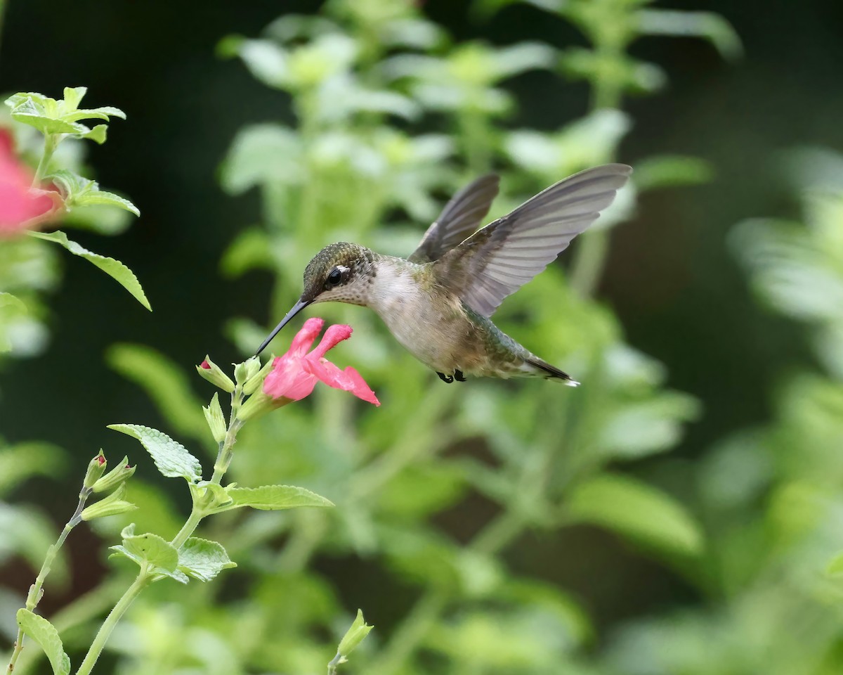 Ruby-throated Hummingbird - ML640197162