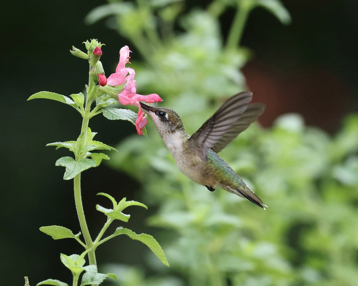 Ruby-throated Hummingbird - ML640197163