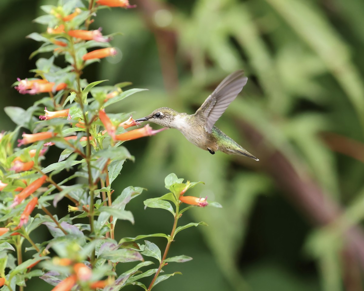 Ruby-throated Hummingbird - ML640197165