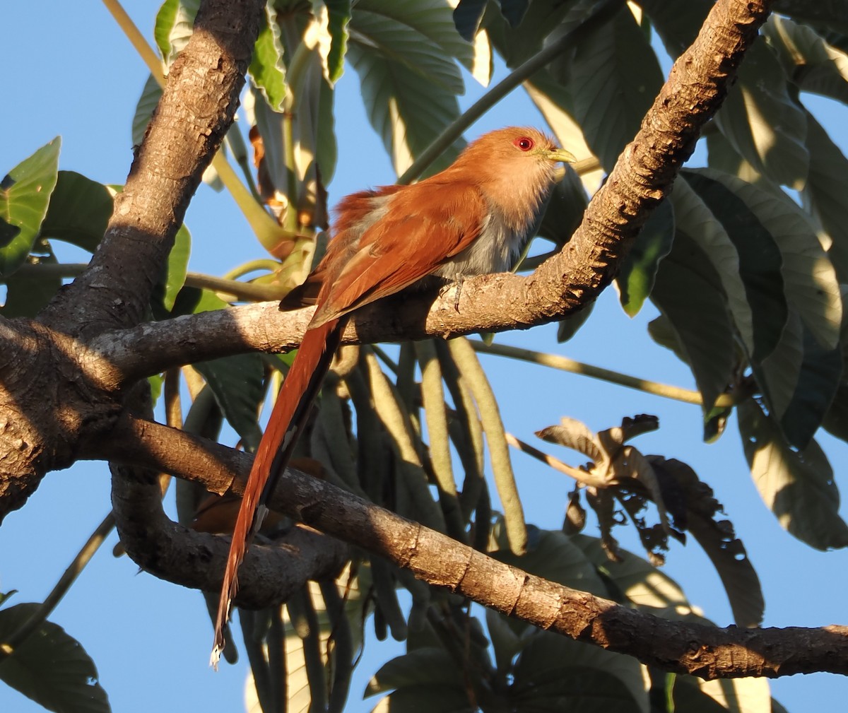 Common Squirrel-Cuckoo - ML640197208