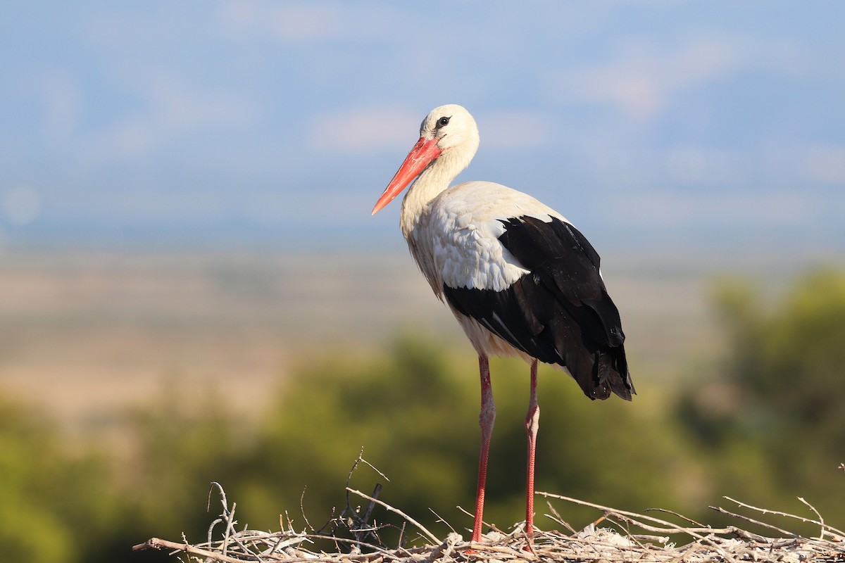 White Stork - ML640197260