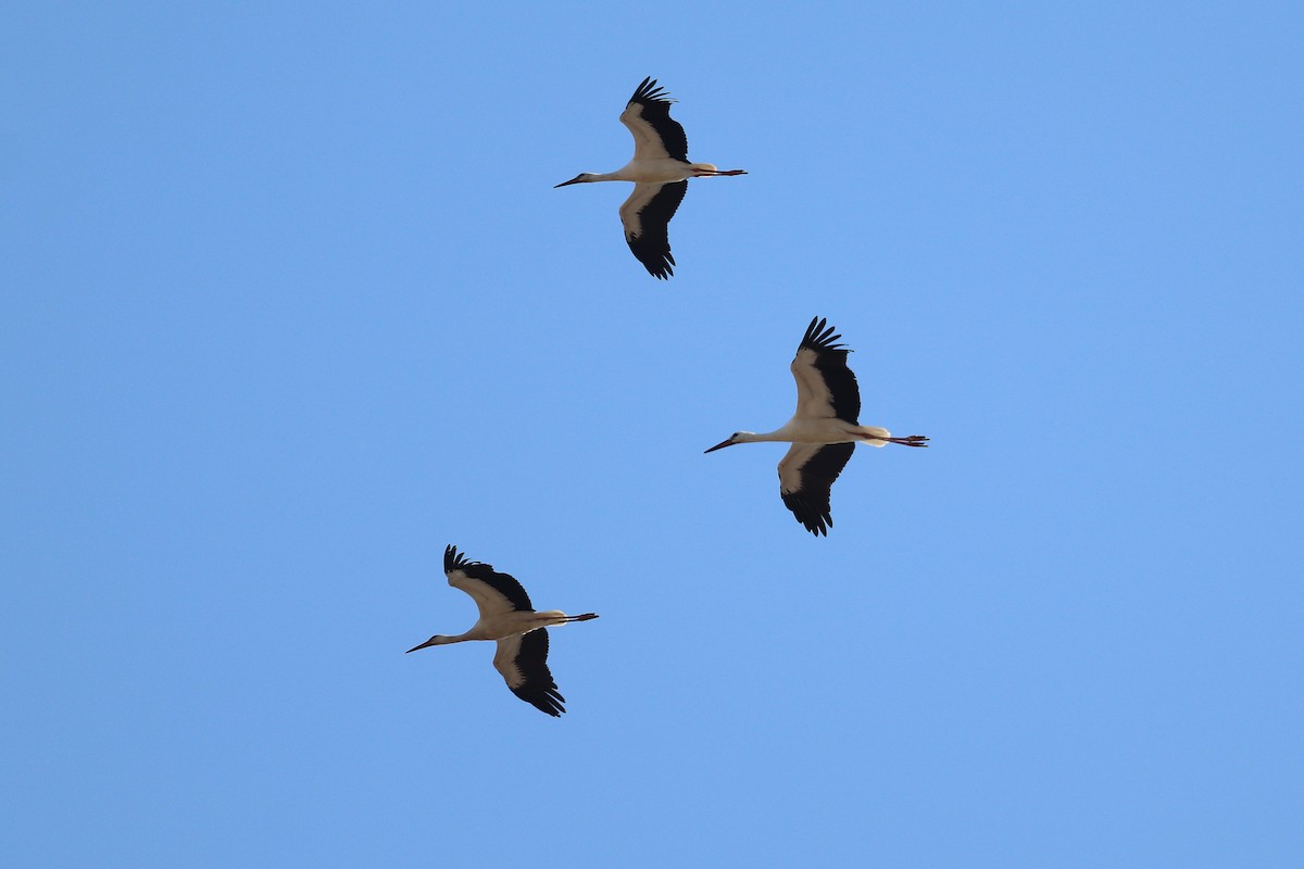 White Stork - ML640197267