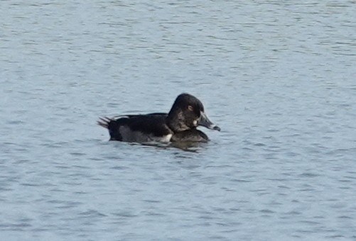 Ring-necked Duck - ML640197274