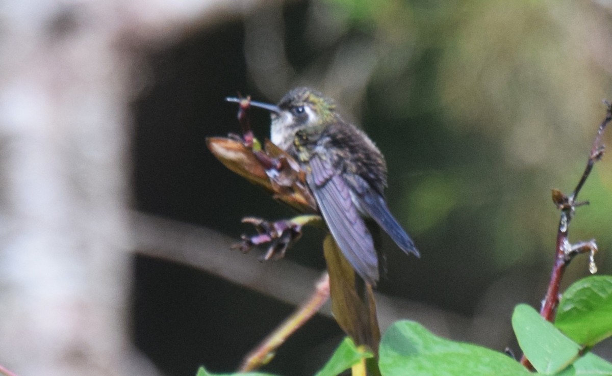 Green-throated Mountain-gem - ML640197281